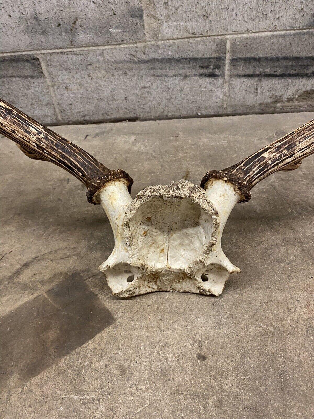 Vintage Red Deer Skull Antlers Taxidermy Horn Mount Mancave Wall Decor