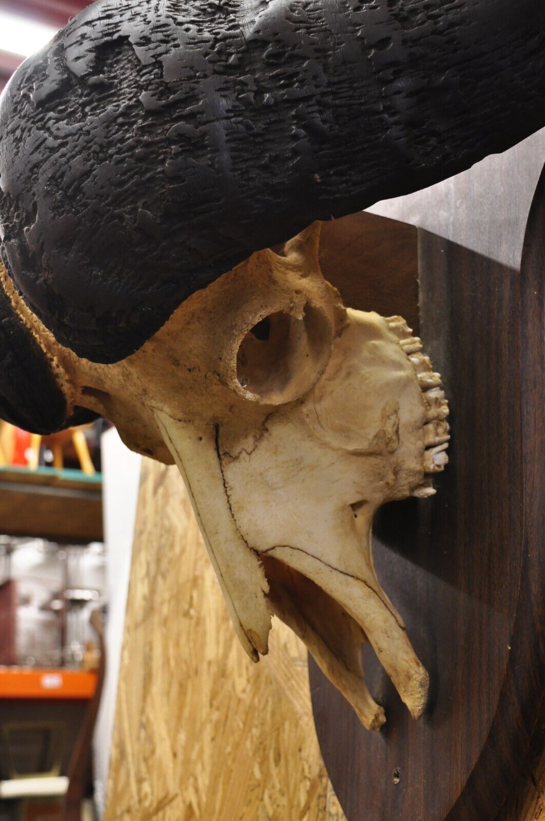 Vintage African Cape Buffalo Skull European Mount on Wooden Plaque Taxidermy