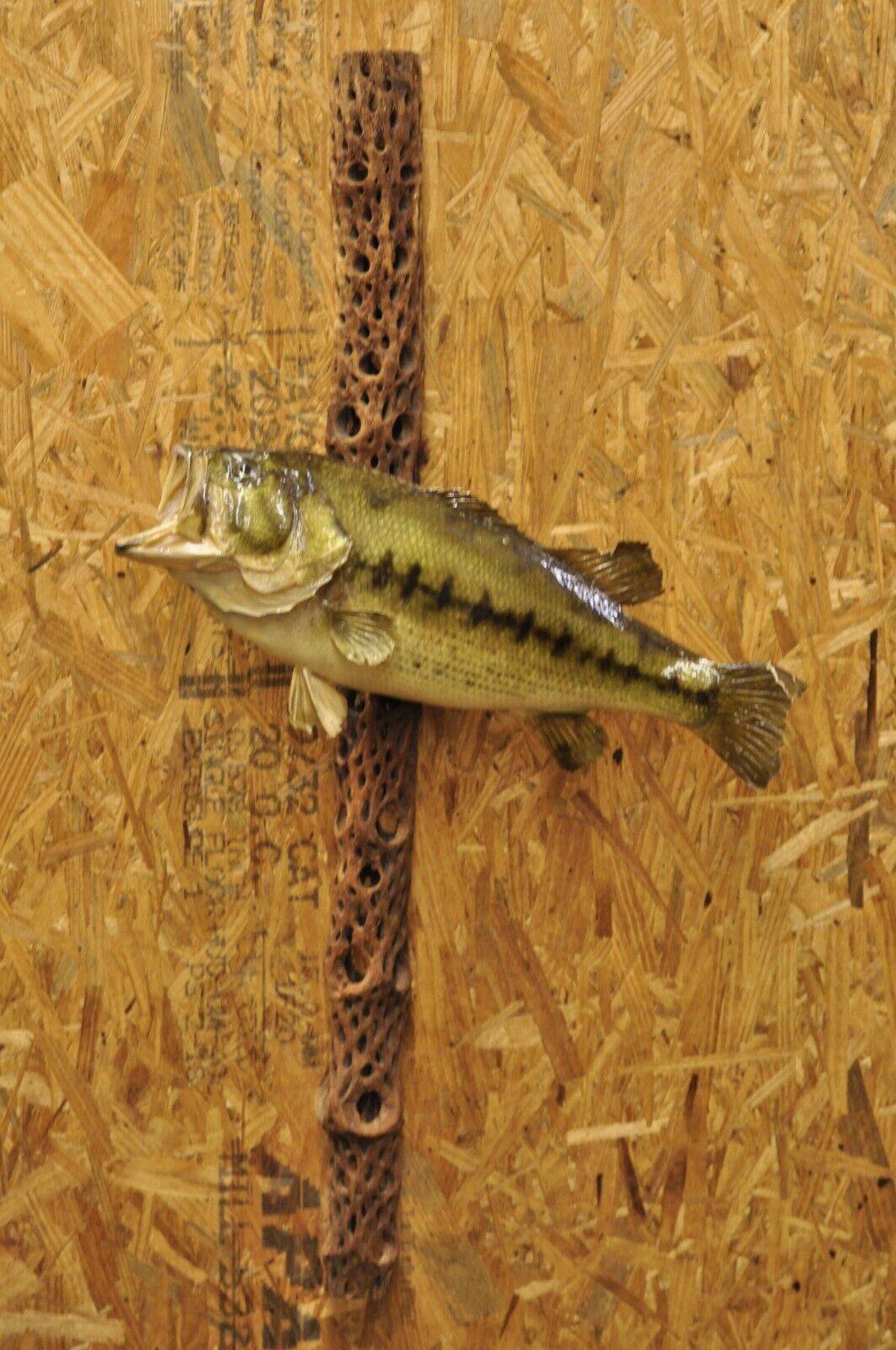 Vintage Largemouth Bass Log Wall Mount Real Skin Taxidermy Fishing Wall Decor