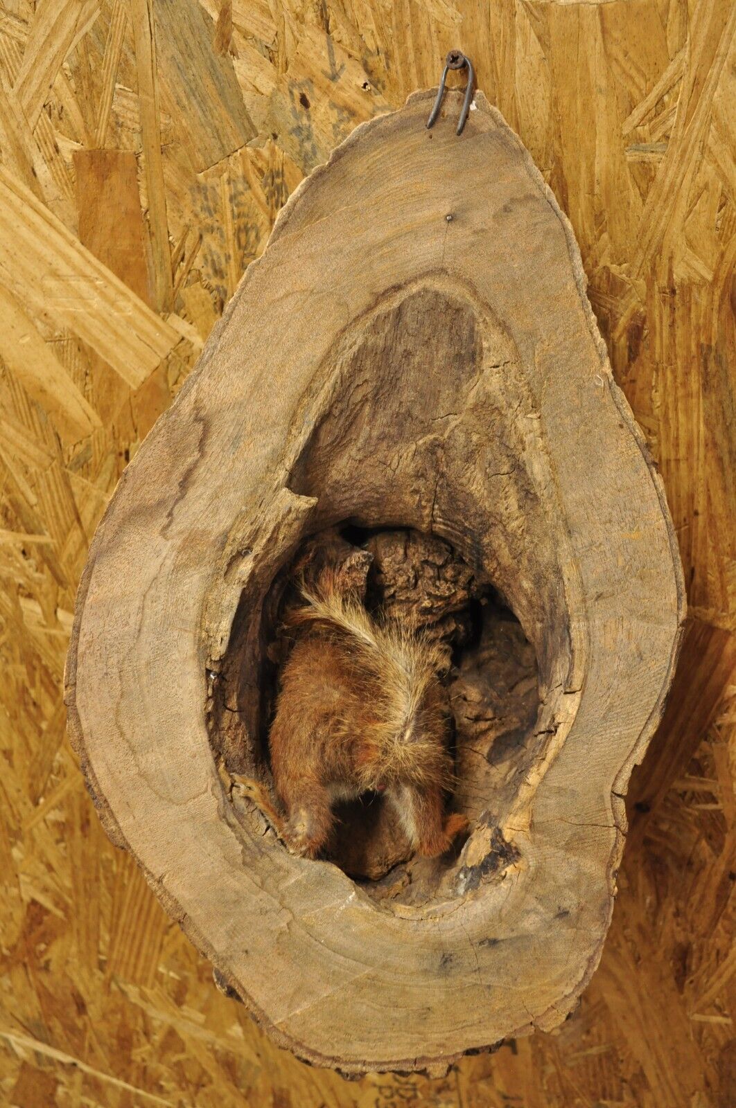 Vintage Full Body Wood Mount Squirrel in Tree Taxidermy Mancave Wall Decor