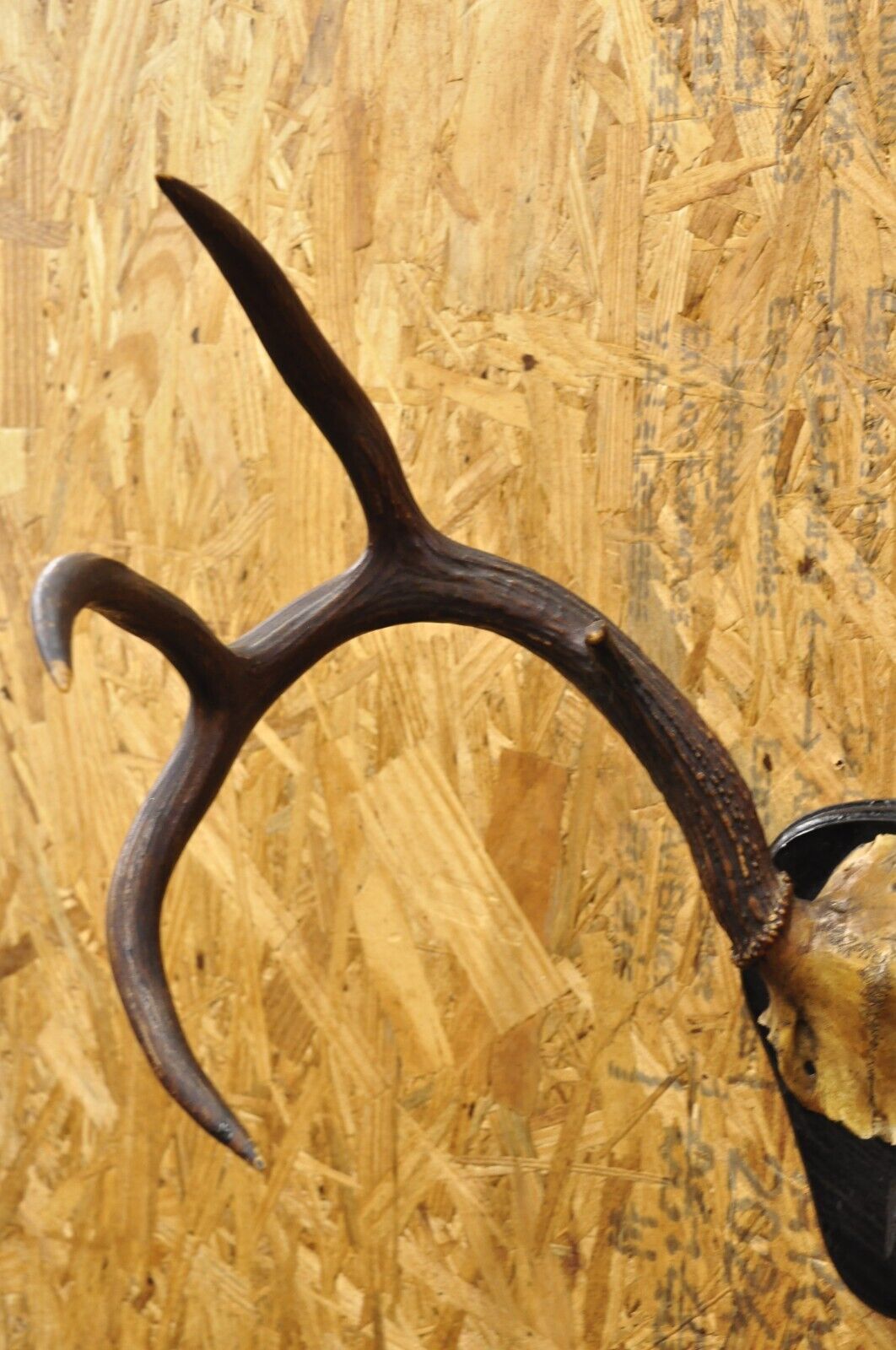 Vintage Whitetail Deer Skull Trophy Wall Mount Antlers Taxidermy Mancave Decor