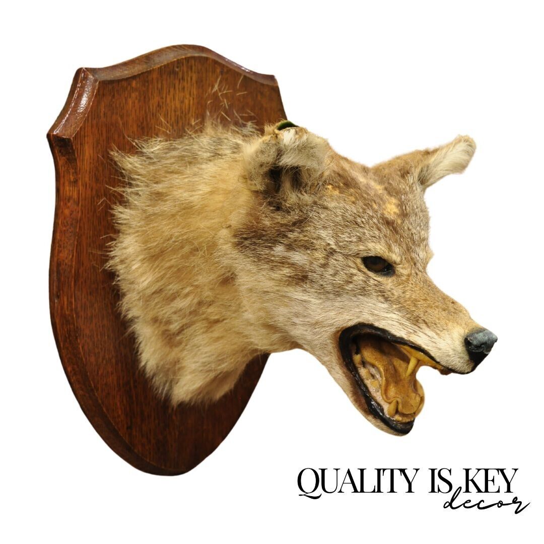 Vintage Jackal Shoulder Trophy Mount Oak Wall Plaque Taxidermy Mancave Decor