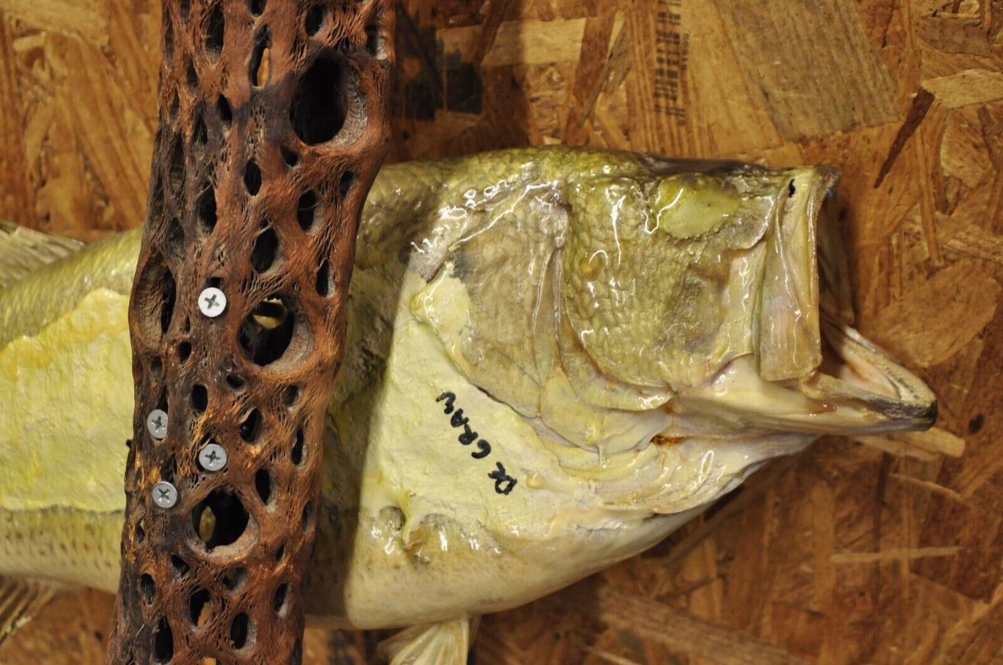 Vintage Largemouth Bass Log Wall Mount Real Skin Taxidermy Fishing Wall Decor