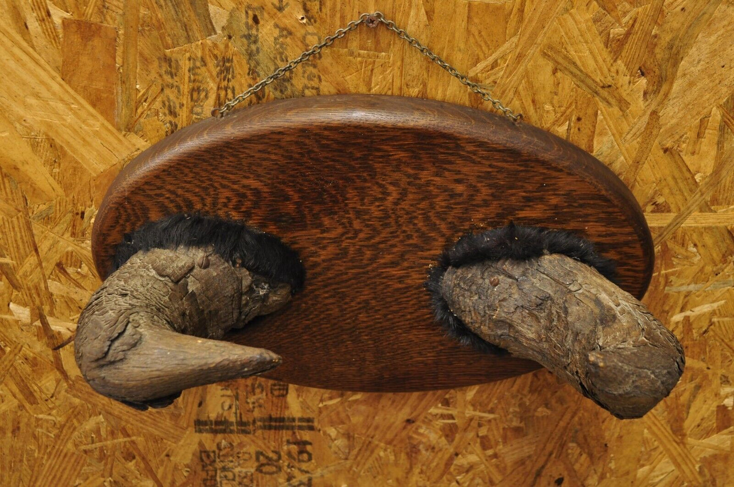 Vintage Buffalo Horns on Oak Wood Wall Plaque Taxidermy Cabin Decor