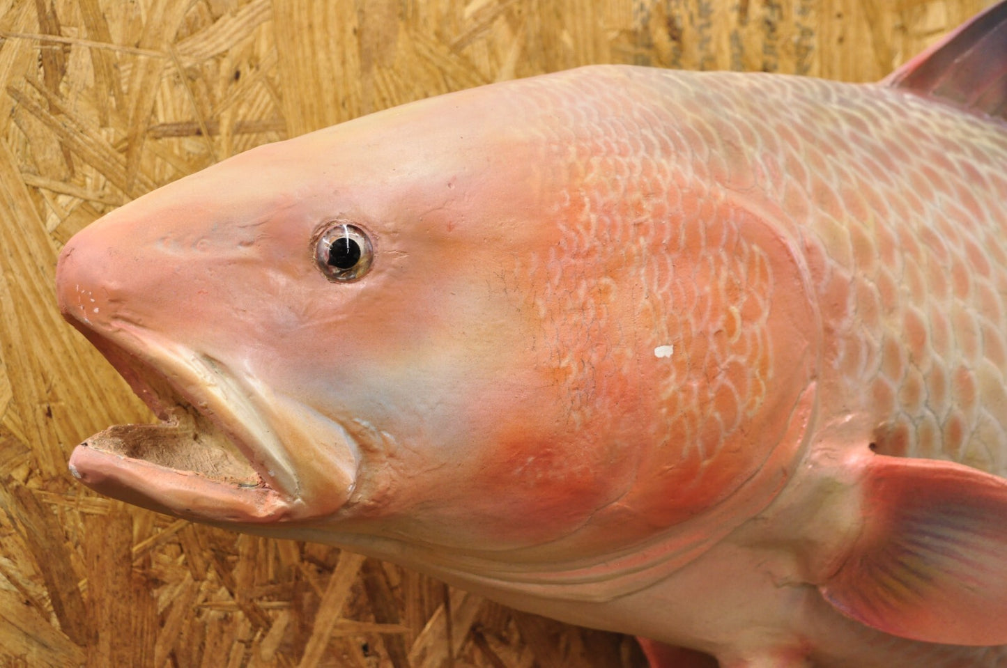 Vintage 49" Large Red Drum Full Wall Mount Taxidermy Redfish Fish Replica