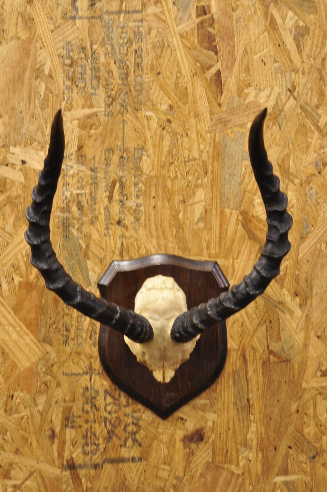 Vintage African Impala Skull Trophy Mount Antlers Taxidermy Mancave Wall Decor B