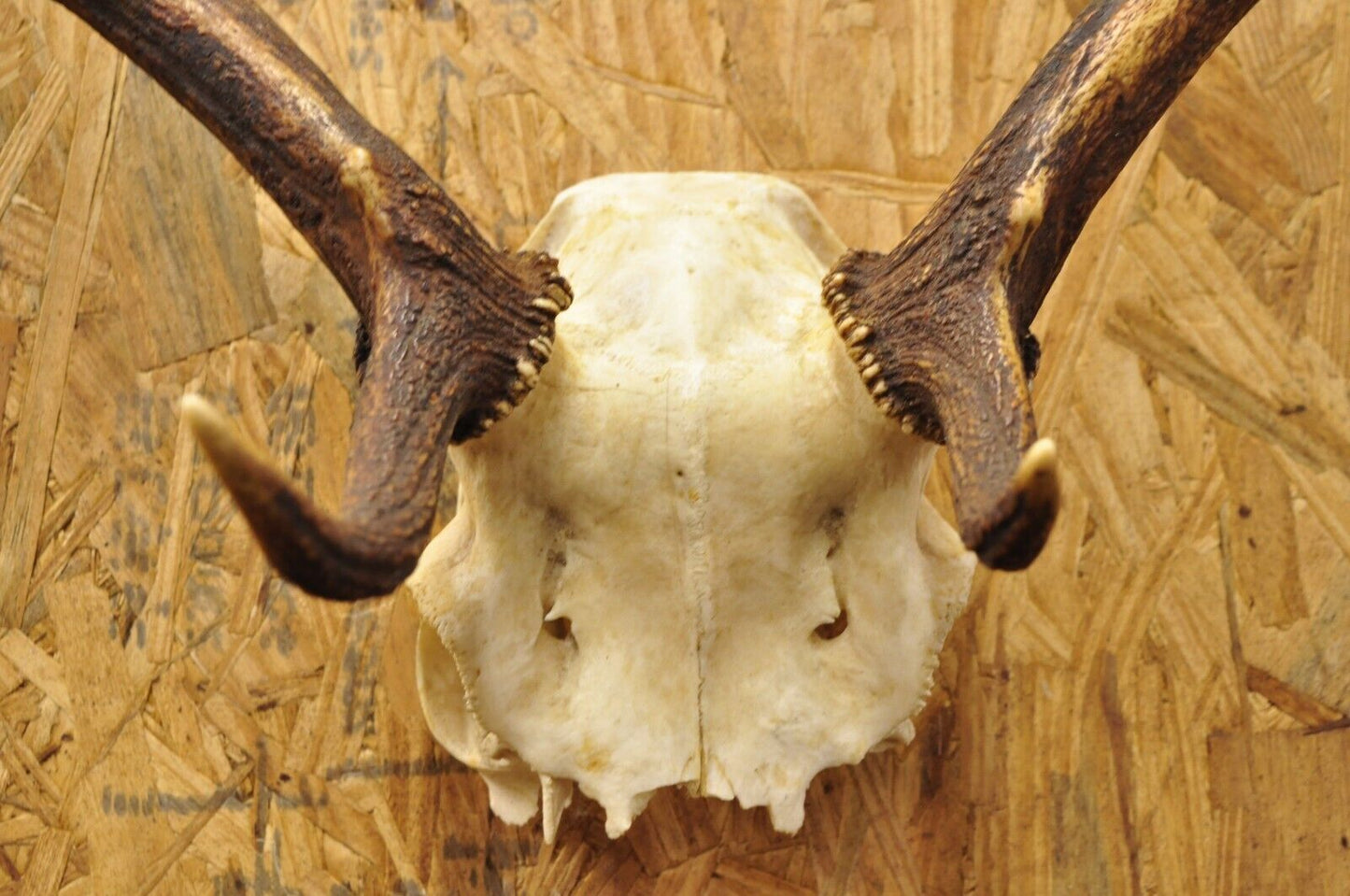 Vintage European Fallow Deer Skull Cap Mount Antlers Taxidermy Cabin Decor