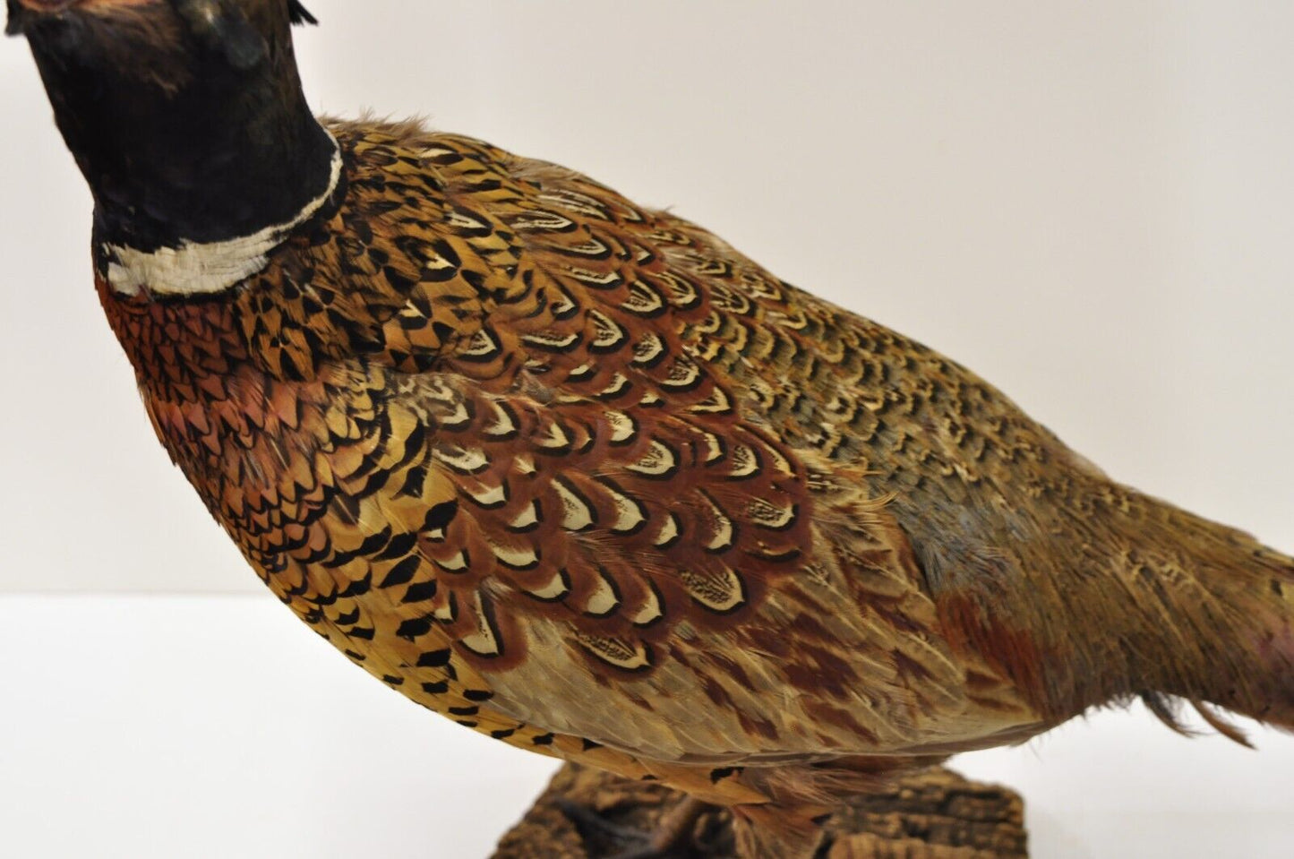 Vintage Ringneck Pheasant Bird Full Body Standing Mount Taxidermy Mancave