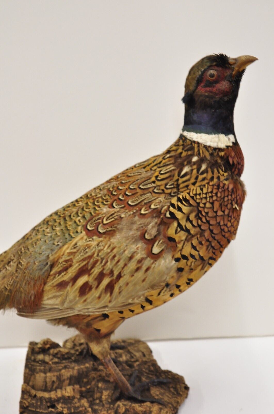 Vintage Ringneck Pheasant Bird Full Body Standing Mount Taxidermy Mancave