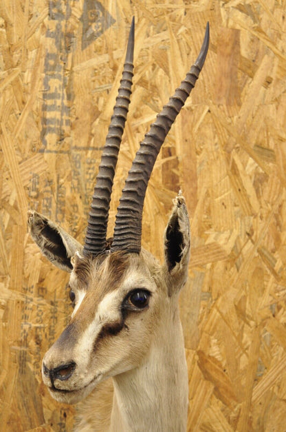 Vintage African Antelope Grant's Gazelle Horn Shoulder Mount Wall Taxidermy