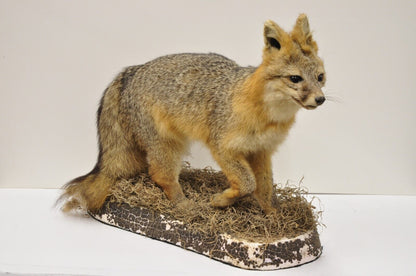 Vintage Full Body Mount Stuffed Gray Fox Taxidermy Mancave Decor