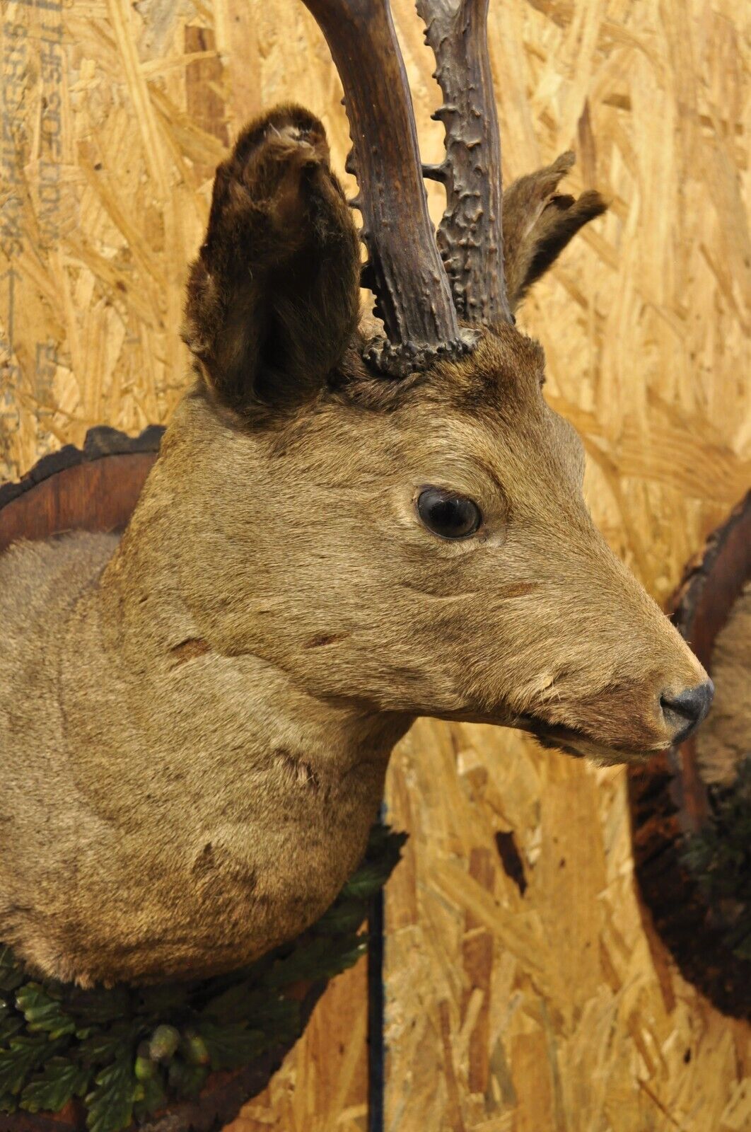 Vintage Taxidermy Deer Shoulder Mount Wall Decor w/ Metal Leaves (R&L) - a Pair