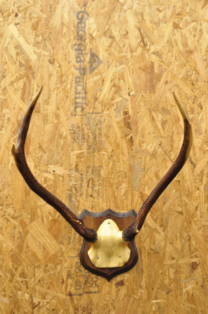 Vintage Whitetail Deer Faux Skull Mount Antlers Taxidermy Mancave Wall Decor