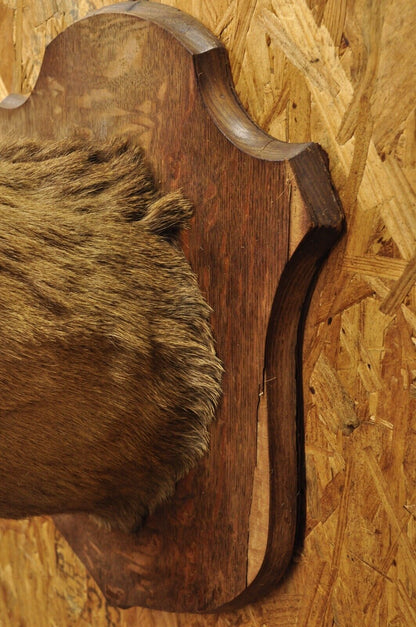 Vintage Red Deer Shoulder Mount Antler Horn Rack Taxidermy Cabin Wall Decor