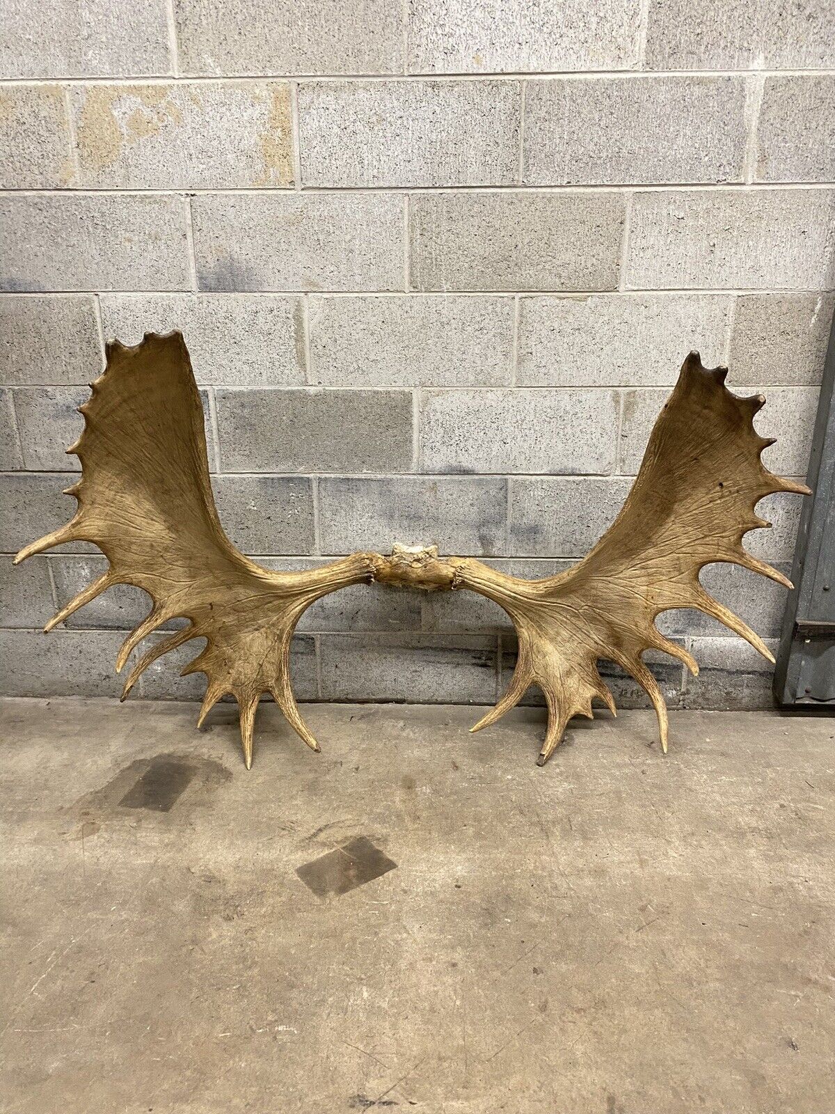 Vintage Large Canadian Moose Rack Shed Antlers Skull Taxidermy Wall Decor