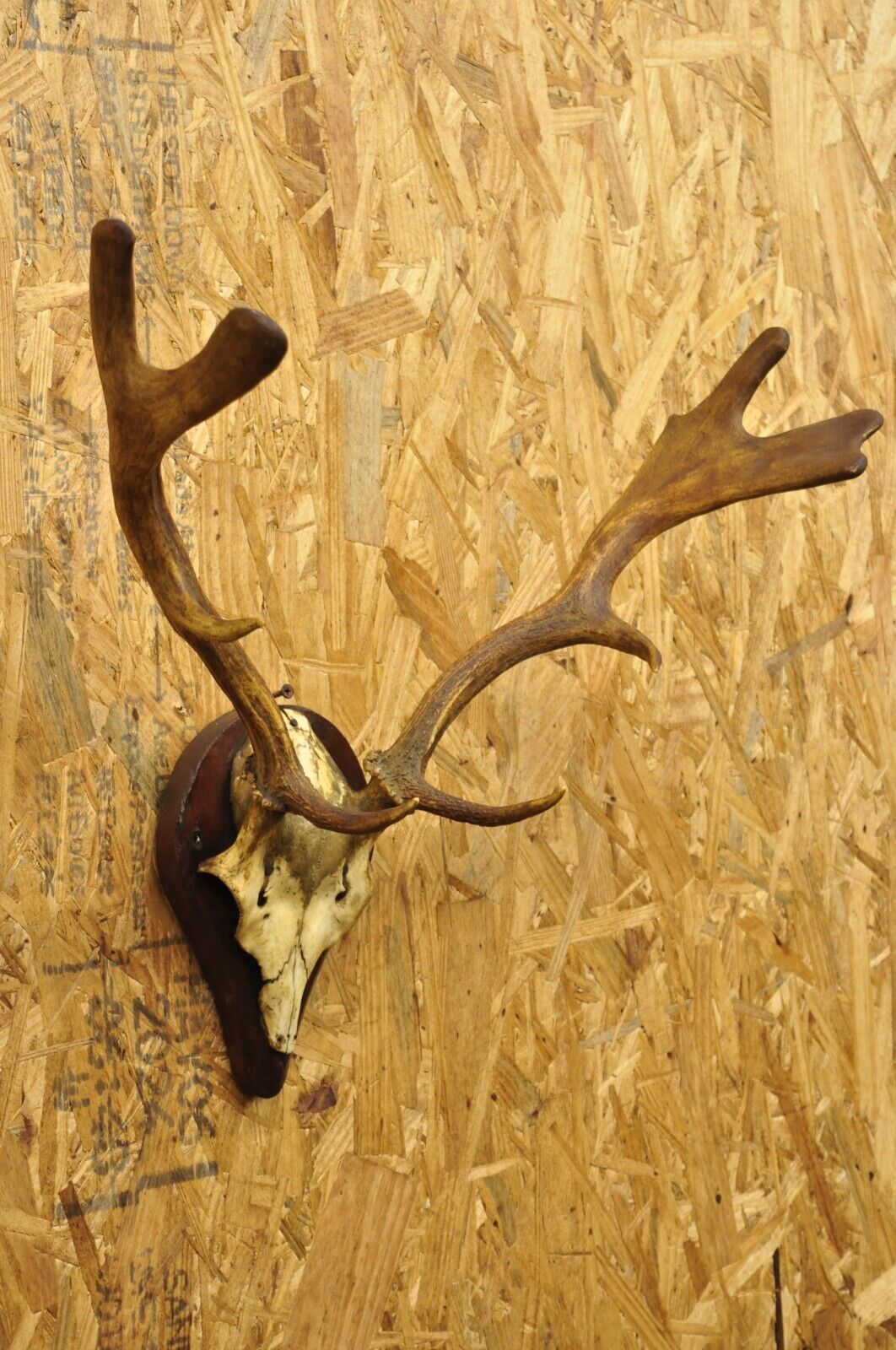 Vintage European Fallow Deer Skull Cap Mount Dama Antlers Taxidermy