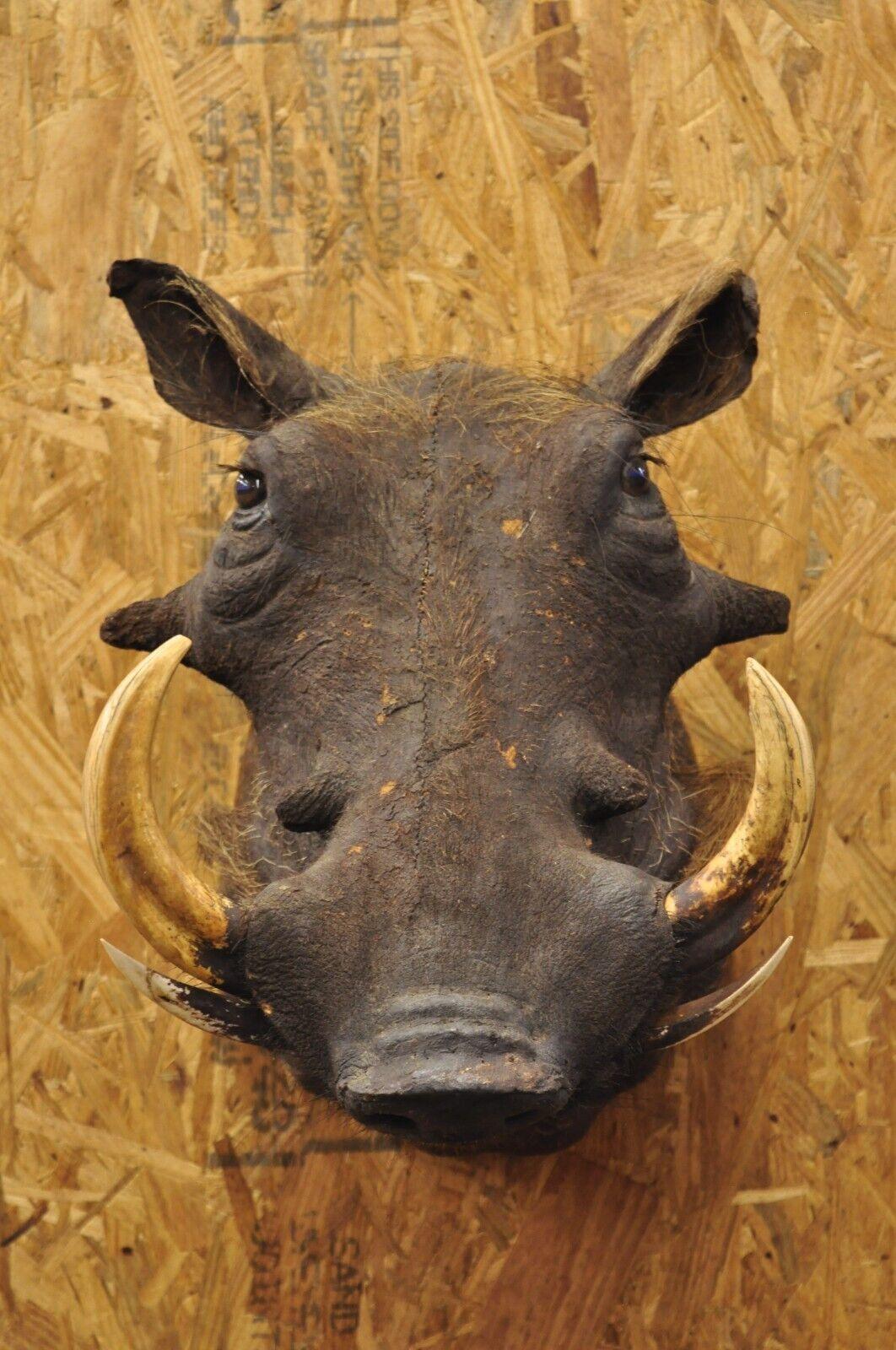 Vintage African Warthog Shoulder Mount Wall Taxidermy 6" Tusk