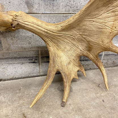Vintage Large Canadian Moose Rack Shed Antlers Skull Taxidermy Wall Decor