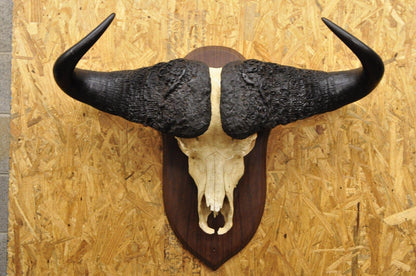 Vintage African Cape Buffalo Skull European Mount on Wooden Plaque Taxidermy