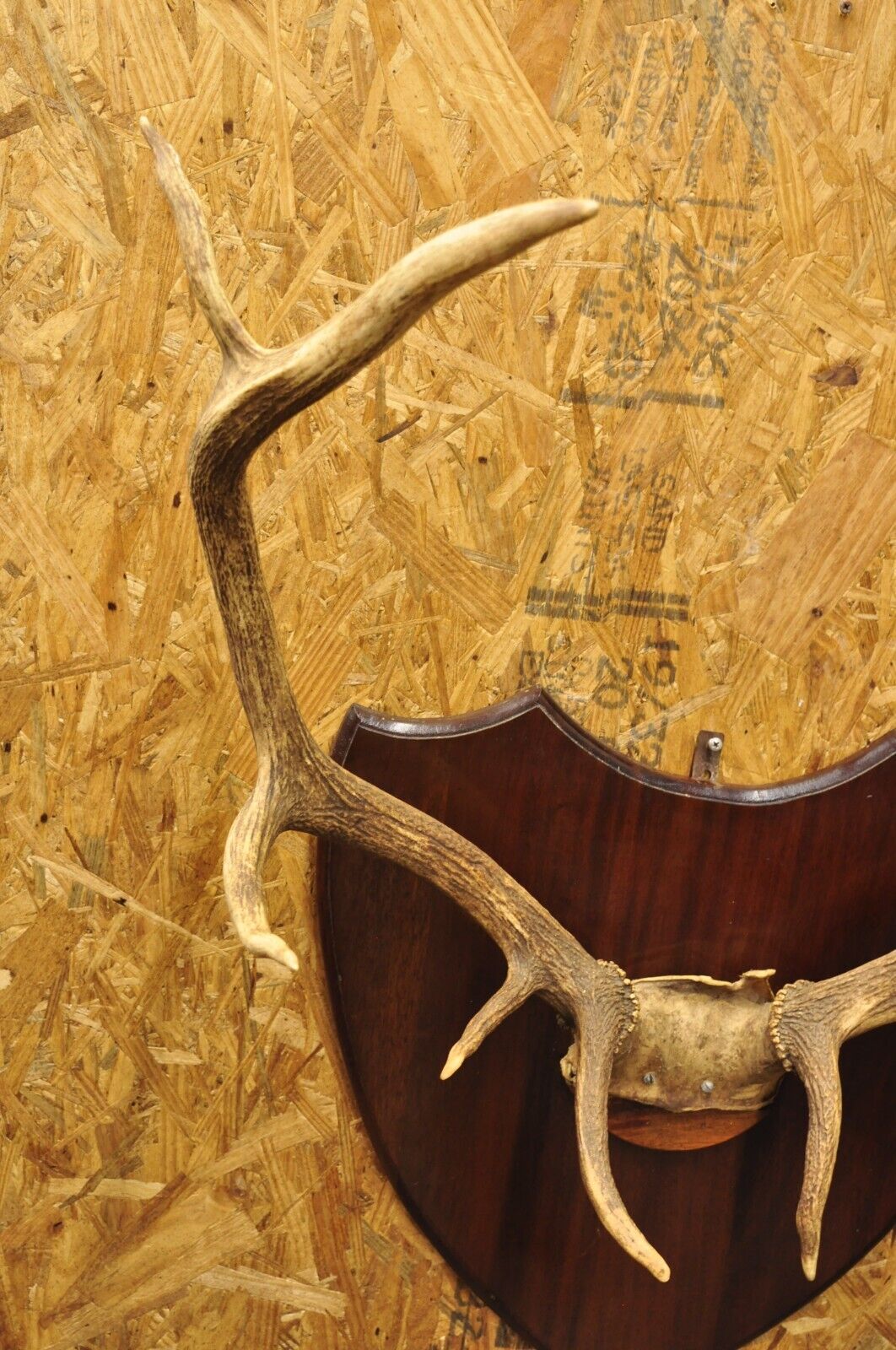 Vintage Large Deer Horn Elk Antlers Rack Skull Mount on Wooden Wall Plaque