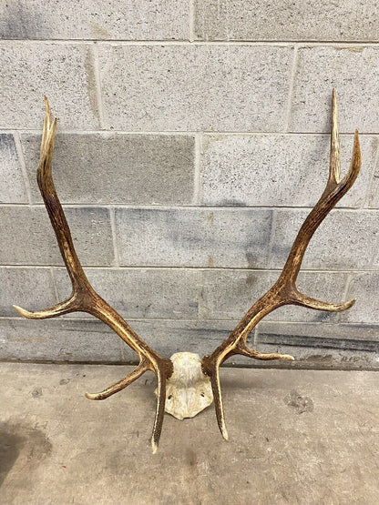 Vintage Large Red Deer Stag Antlers Horn Skull Mount Taxidermy Wall Decor