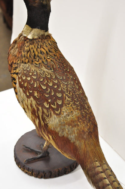 Vintage Ringneck Pheasant Bird Full Body Standing Mount Taxidermy Mancave (B)