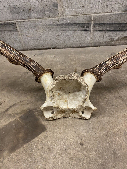 Vintage Red Deer Skull Antlers Taxidermy Horn Mount Mancave Wall Decor