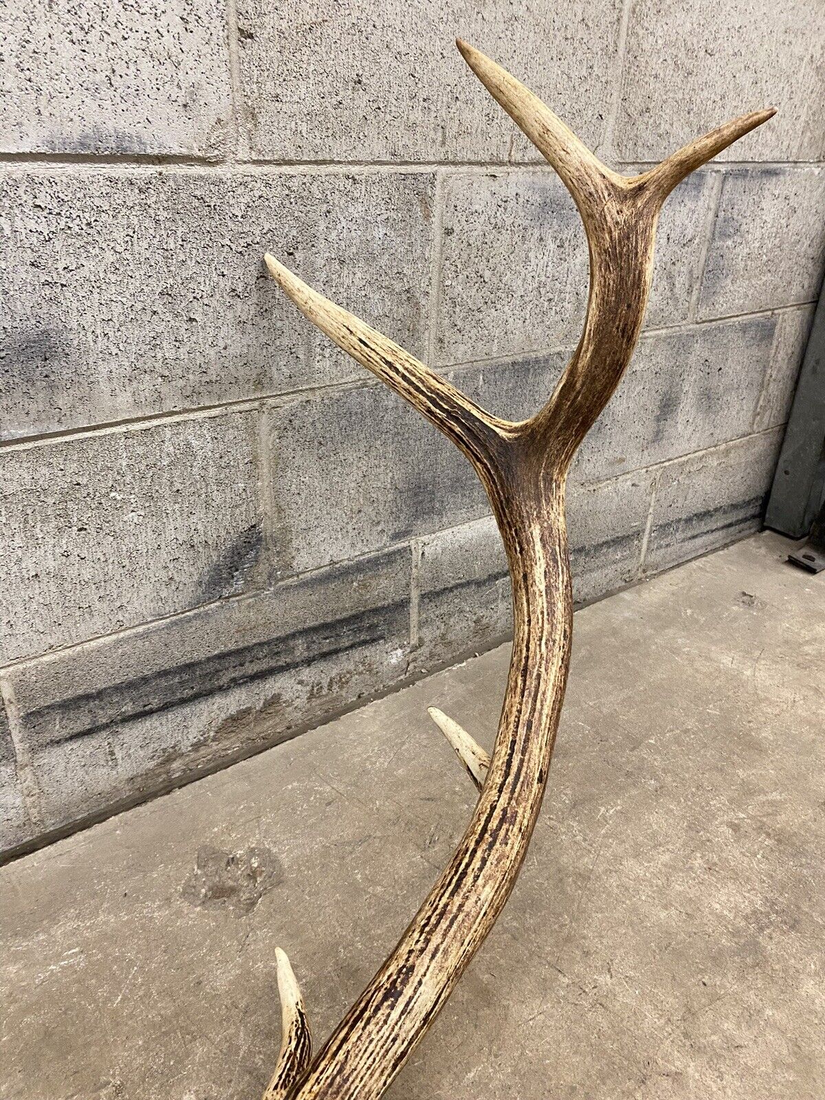 Vintage Red Deer Skull Antlers Taxidermy Horn Mount Mancave Wall Decor