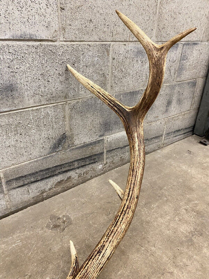 Vintage Red Deer Skull Antlers Taxidermy Horn Mount Mancave Wall Decor