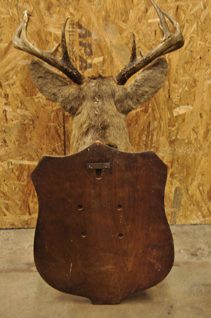 Vintage Red Deer Shoulder Mount Antler Horn Rack Taxidermy Cabin Wall Decor #2