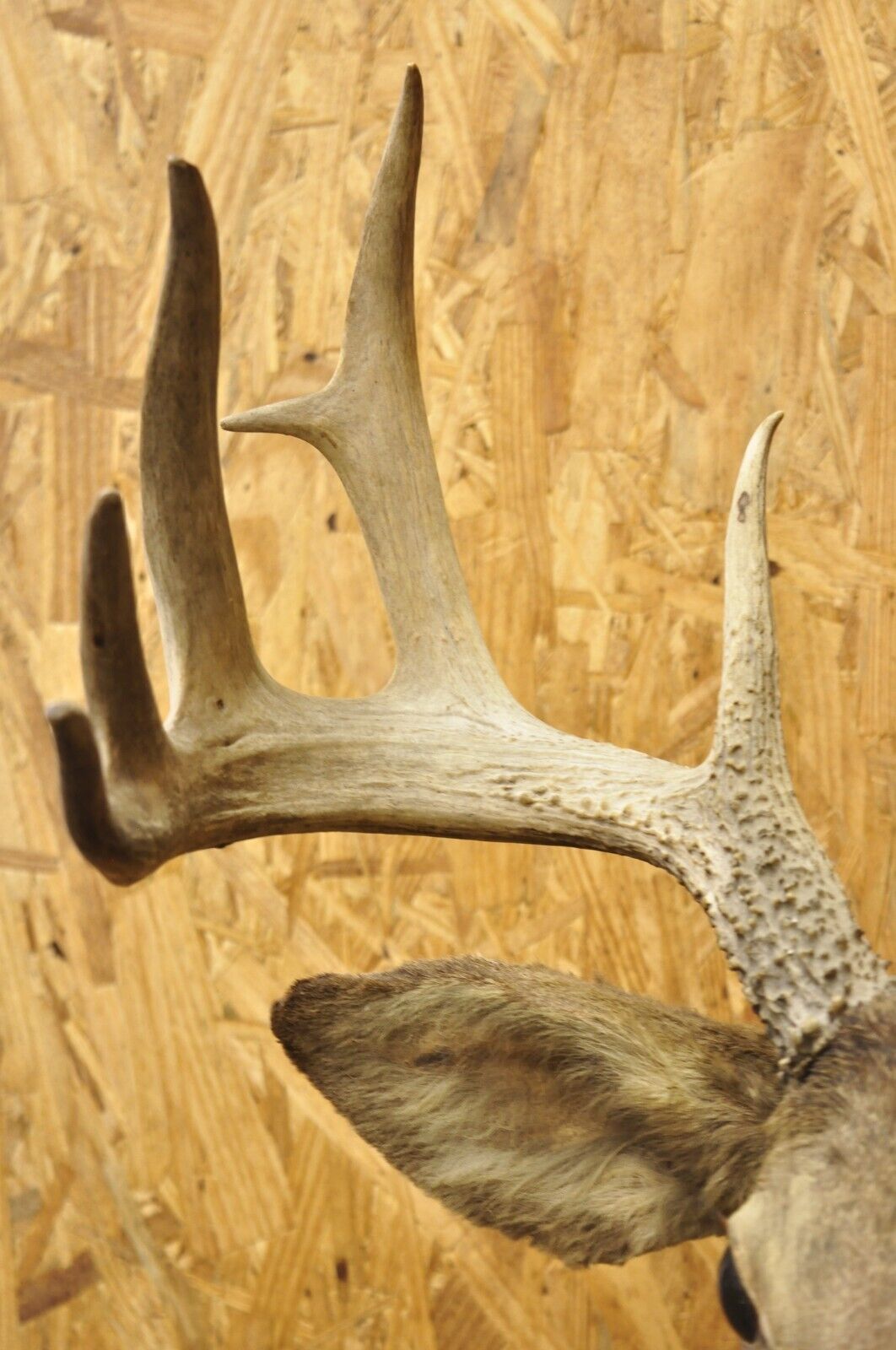 Vintage Red Deer Shoulder Mount Antler Horn Rack Taxidermy Cabin Wall Decor