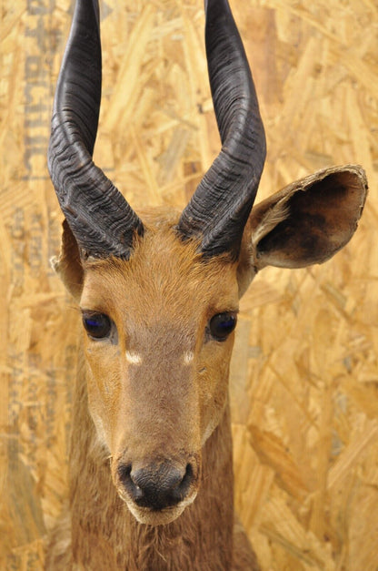 Vintage African Cape Bushbuck Taxidermy Shoulder Mount Cabin Wall Decor