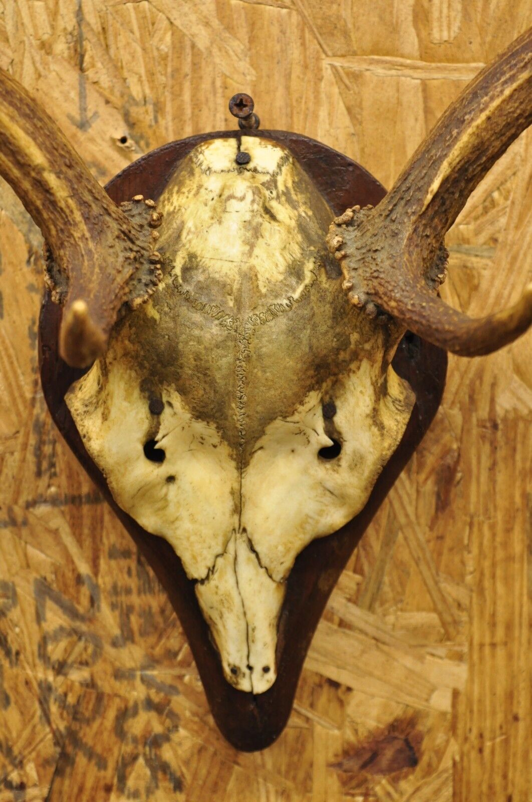 Vintage European Fallow Deer Skull Cap Mount Dama Antlers Taxidermy