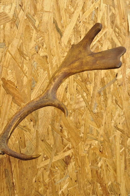 Vintage European Fallow Deer Skull Cap Mount Dama Antlers Taxidermy