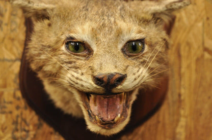 Vintage Taxidermy Bobcat Shoulder Mount on Wooden Wall Plaque Cabin Decor