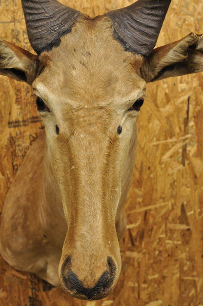 Vintage African Litchenstein Hartebeest Antelope Shoulder Mount Large Taxidermy