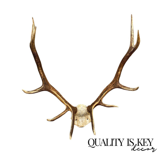 Vintage Large Red Deer Stag Antlers Horn Skull Mount Taxidermy Wall Decor