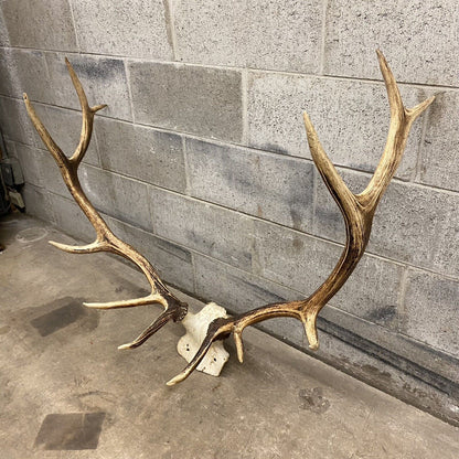 Vintage Red Deer Skull Antlers Taxidermy Horn Mount Mancave Wall Decor