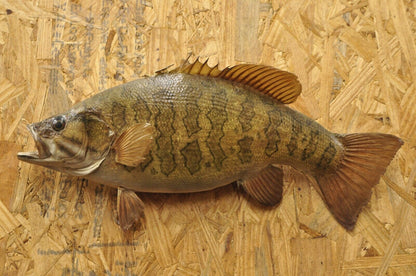 Vintage Smallmouth Bass Fish Wall Mount Taxidermy Real Skin Fishing Wall Decor