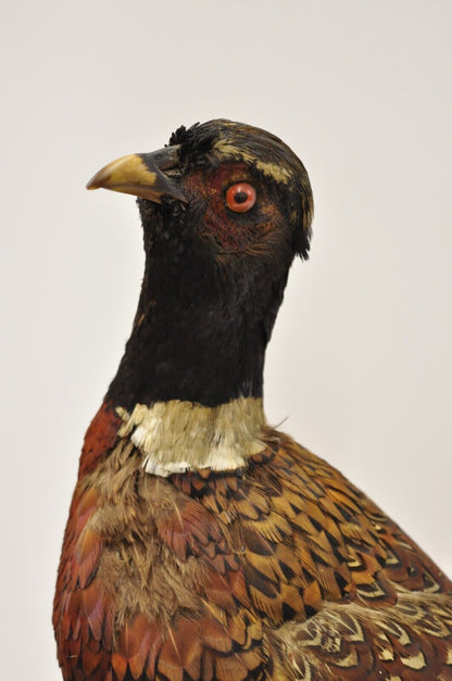 Vintage Ringneck Pheasant Bird Full Body Standing Mount Taxidermy Mancave (B)