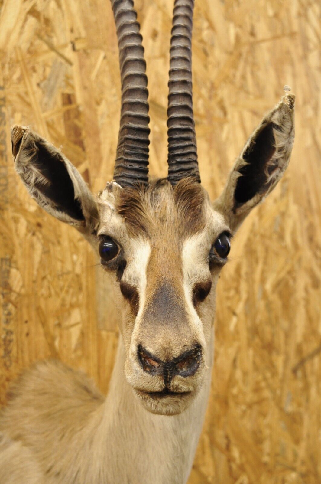 Vintage African Antelope Grant's Gazelle Horn Shoulder Mount Wall Taxidermy