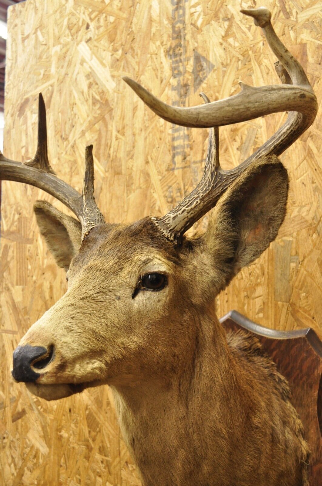 Vintage Red Deer Shoulder Mount Antler Horn Rack Taxidermy Cabin Wall Decor #2