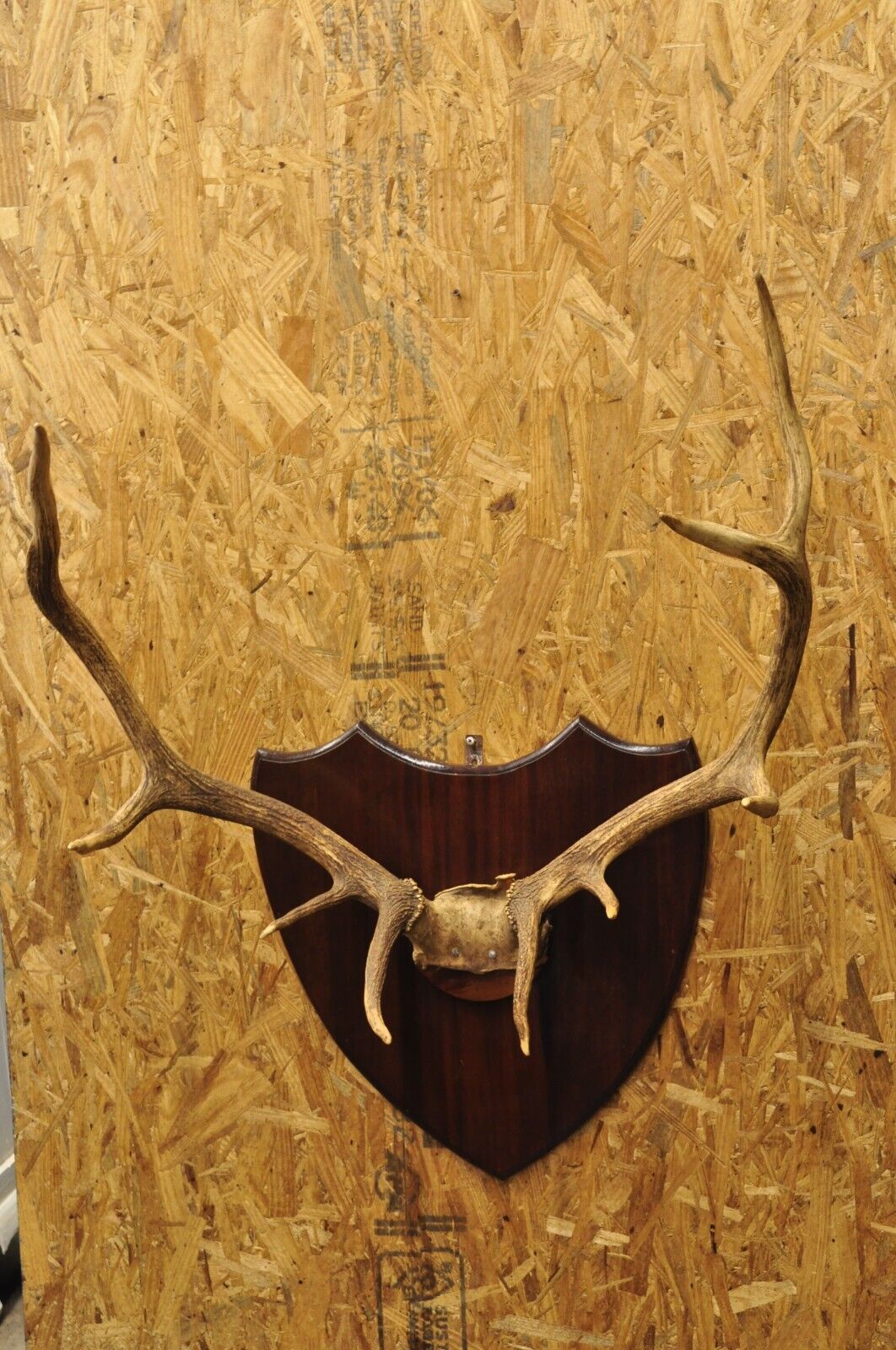 Vintage Large Deer Horn Elk Antlers Rack Skull Mount on Wooden Wall Plaque