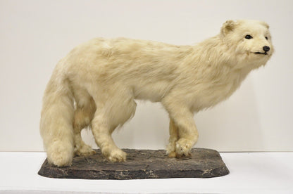 Vintage Full Body Mount Stuffed Glacier Arctic Fox Taxidermy Mancave Decor