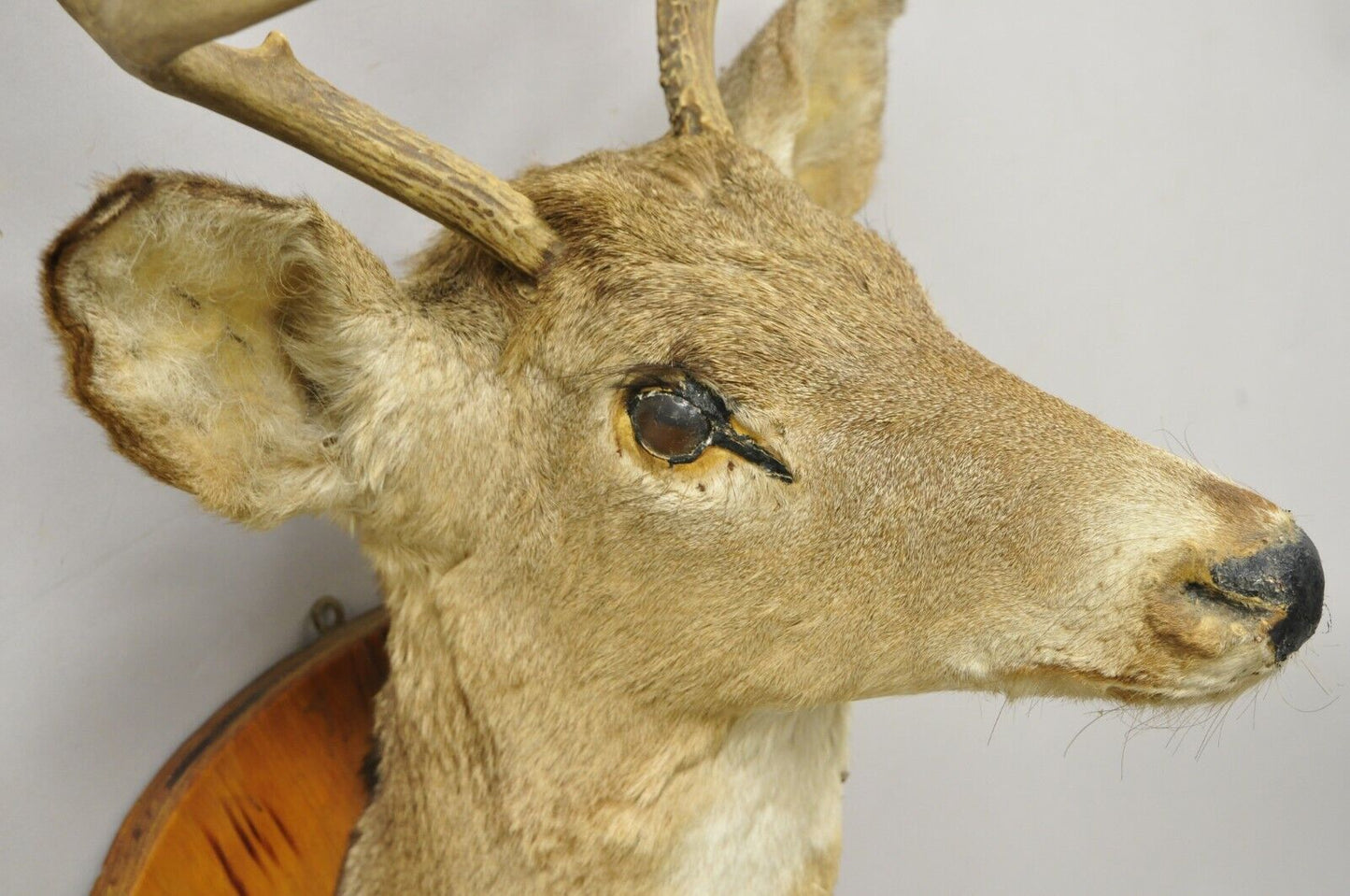 Deer Head Taxidermy Mount 8 Point Pine Board with Gun Rack and Hall Mirror