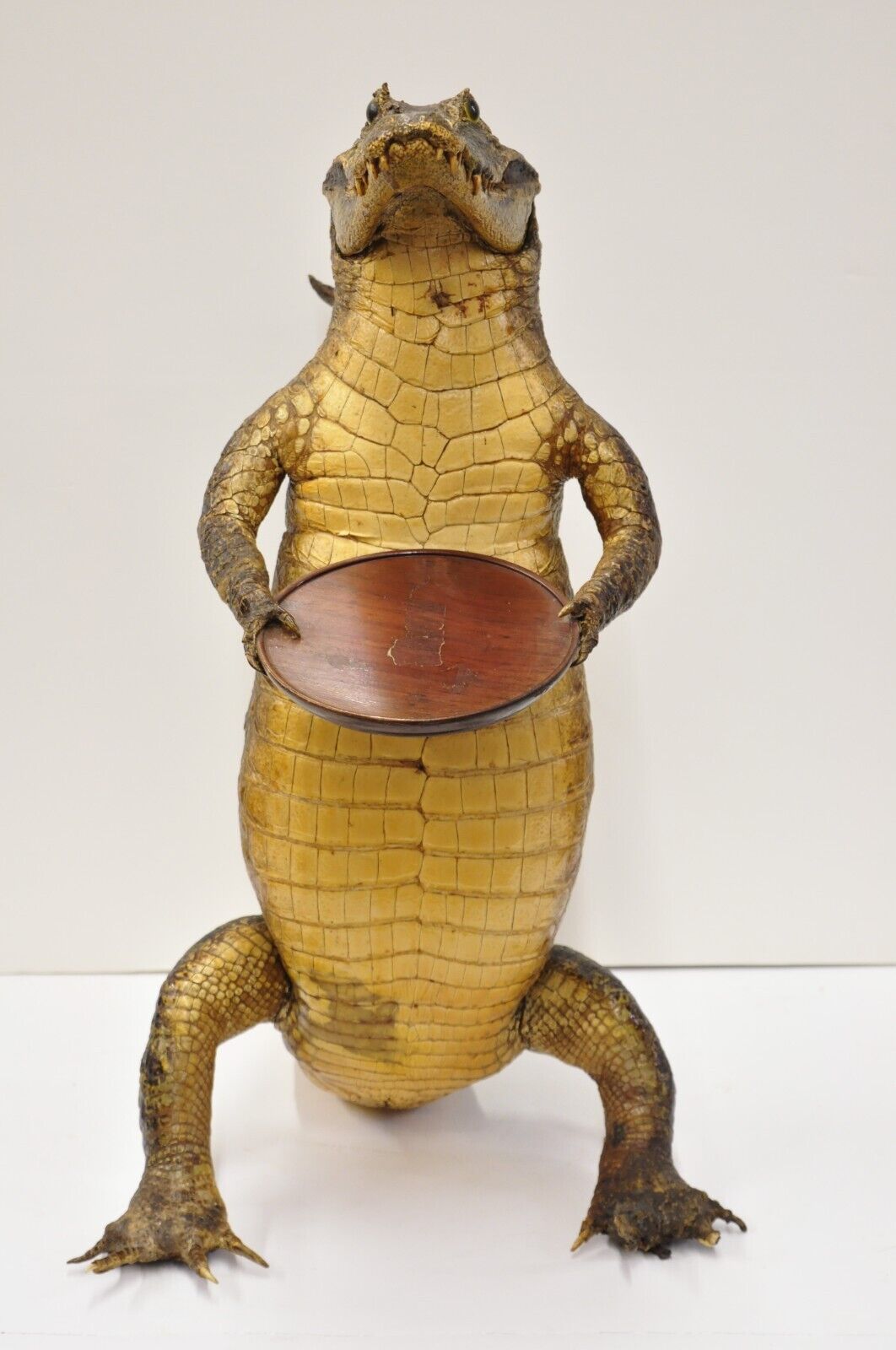 Vintage Alligator Waiter Standing Full Body Mount Taxidermy Ashtray Stand