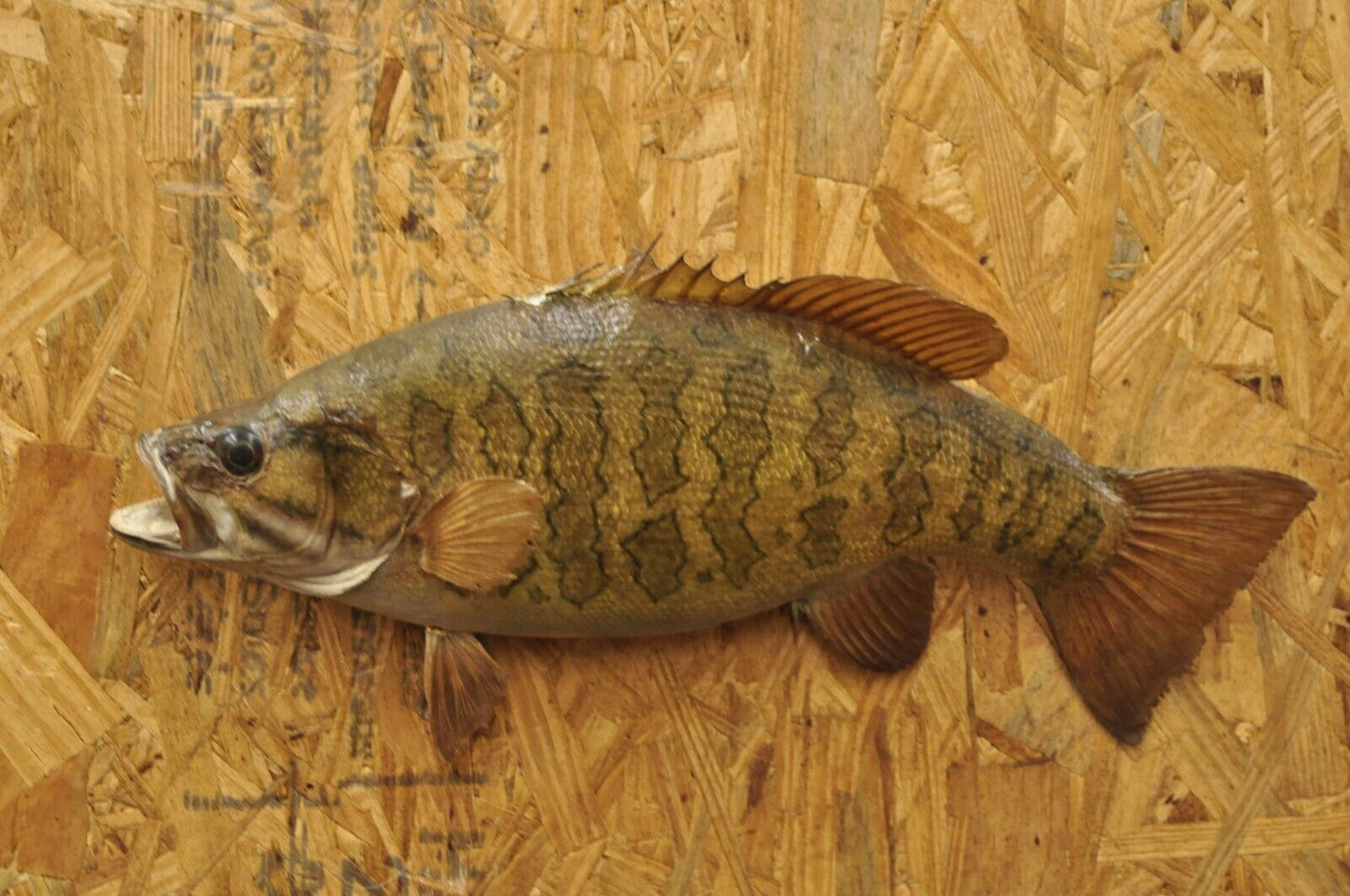 Vintage Smallmouth Bass Fish Wall Mount Taxidermy Real Skin Fishing Wall Decor