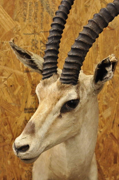 Vintage African Antelope Grant's Gazelle Horn Shoulder Mount Wall Taxidermy