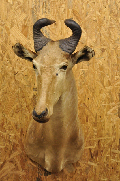 Vintage African Litchenstein Hartebeest Antelope Shoulder Mount Large Taxidermy