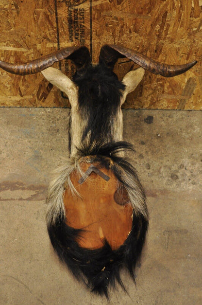 Vintage Black Catalina Longhorn Goat Ram Shoulder Mount Wall Taxidermy